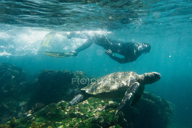Junge Frau schwimmt mit grüner Meeresschildkröte unter Wasser auf Galapagos — Stockfoto