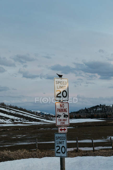 Uccello nero alato rosso siede sulla cima di più segnali di limite di velocità stradale — Foto stock