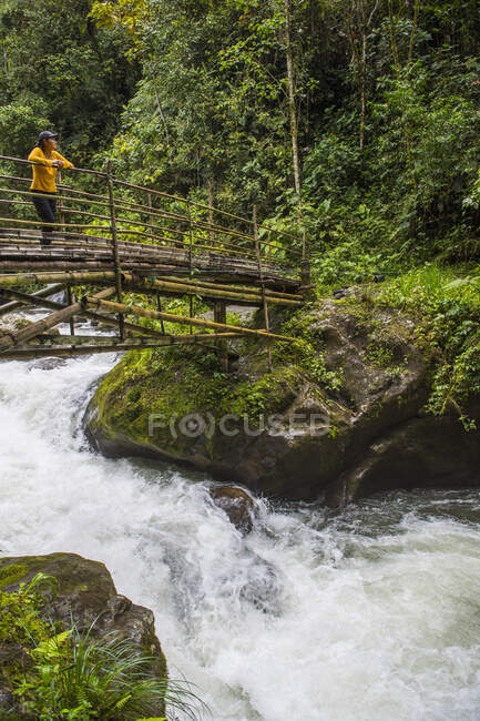 Woman hiking over a bamboo bridge at the rainforest in Mindo, Ecuador — Stock Photo