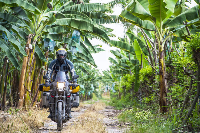 Hombre montando moto de turismo a través de plantación de banano, Ecuador - foto de stock