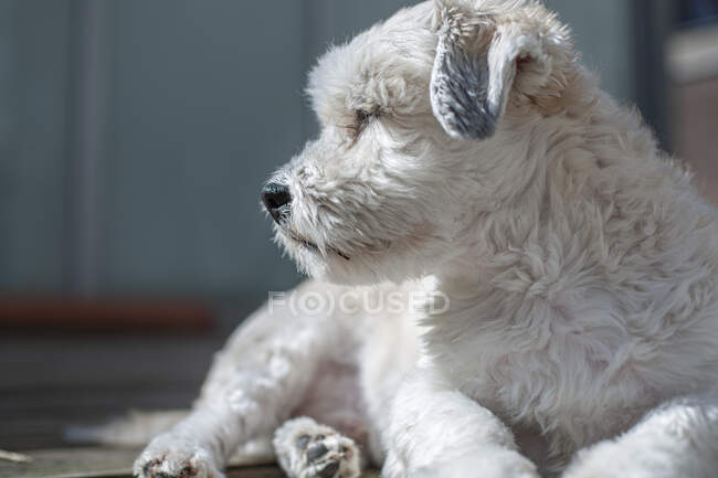 Um cão branco fofo olhando para a distância em um dia ensolarado. — Fotografia de Stock