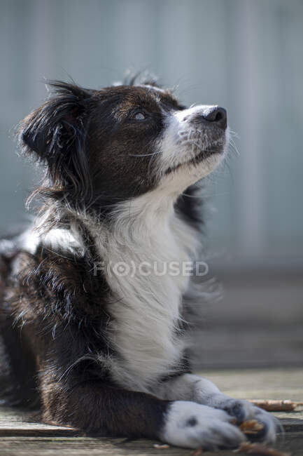 Small black and white border collie looking up at something. — Stock Photo