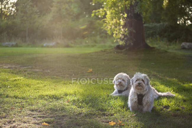 Two Havanese dogs laying down in a park enjoying the afternoon sun. — Stock Photo