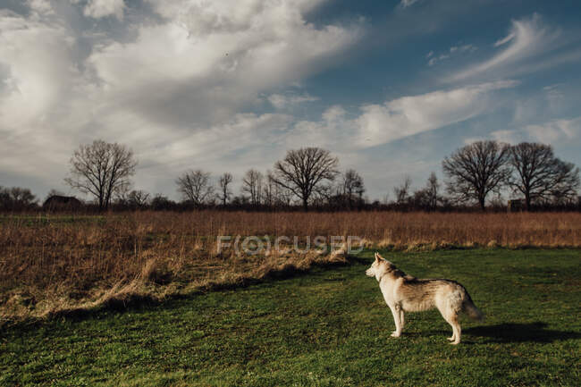 Собака стоит и наблюдает за охраной в поле — стоковое фото