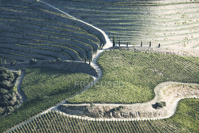 Vineyards in Douro Valley, Portugal. Agriculture — Stock Photo