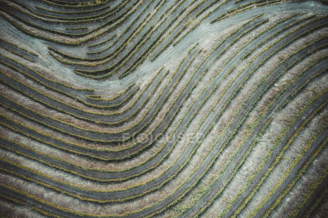 Viñedos en el valle del Duero, Portugal. Agricultura - foto de stock