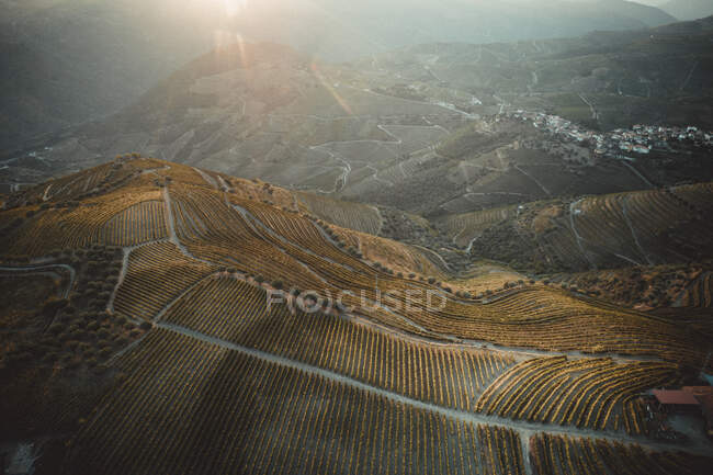 Vinhedos no Vale do Douro, Portugal. Agricultura — Fotografia de Stock