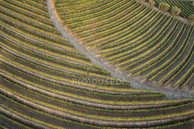 Vignobles dans la vallée du Douro, Portugal. Agriculture — Photo de stock