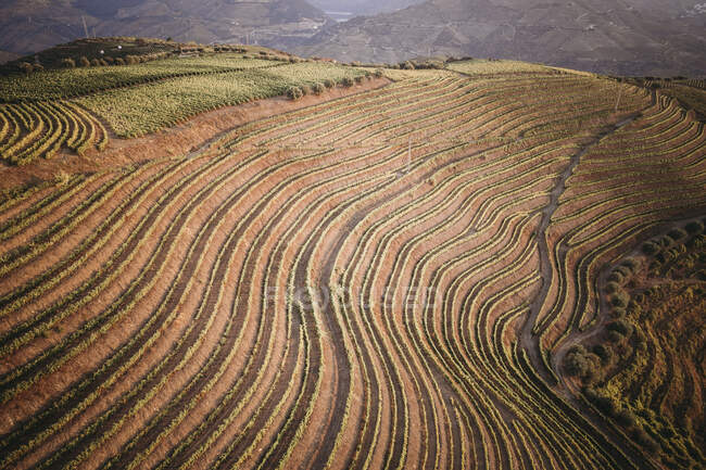 Vineyards in Douro Valley, Portugal. Agriculture — Stock Photo