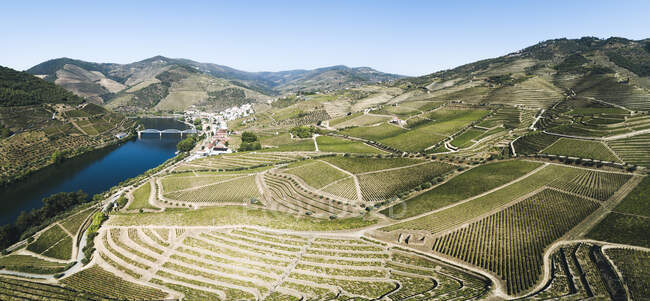 Vinhedos no Vale do Douro, Portugal. Agricultura — Fotografia de Stock