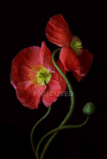 Schöne rote Blumen auf schwarzem Hintergrund — Stockfoto