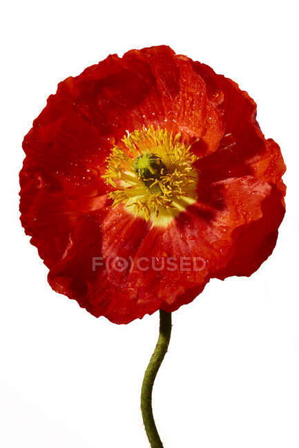 Detalle de flor de amapola sobre fondo blanco - foto de stock
