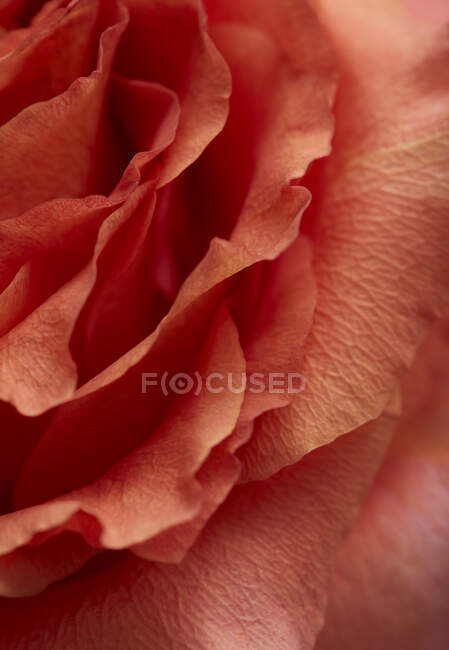 Floraison de pétales de rose de près — Photo de stock