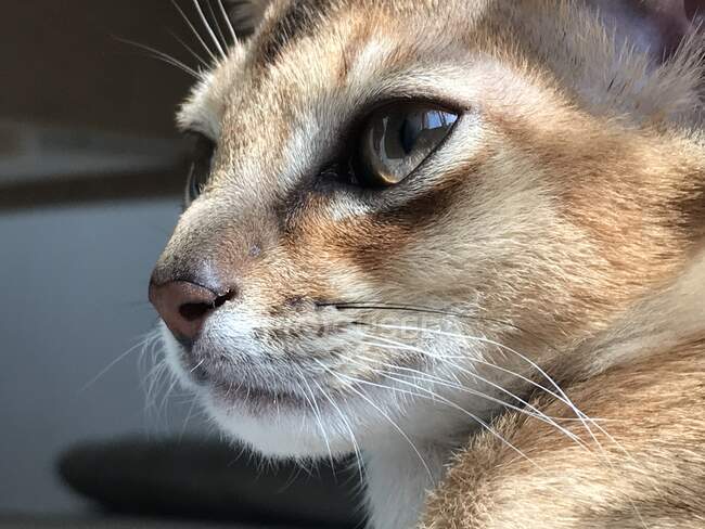 Abyssinian cat looks out the window. — Stock Photo