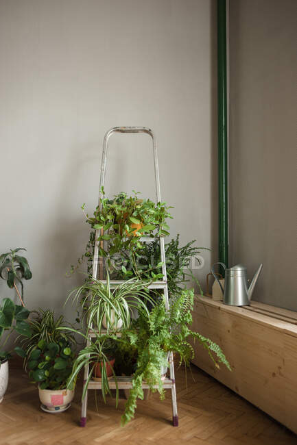 Klappleiter als Ablage für heimische Pflanzen im städtischen Dschungel-Interieur — Stockfoto