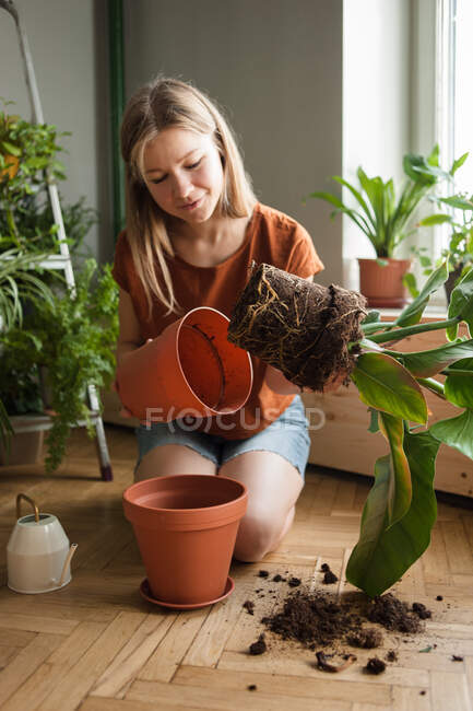 Mulher segura na planta de mão com raízes no solo que tirou do pote — Fotografia de Stock