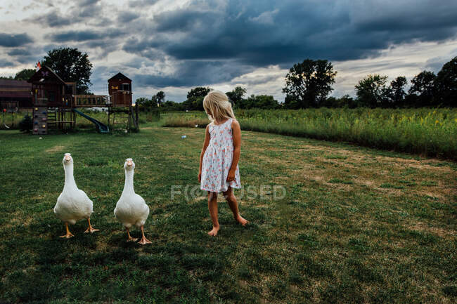 Young girl walking with big white farm geese in open yard — Stock Photo