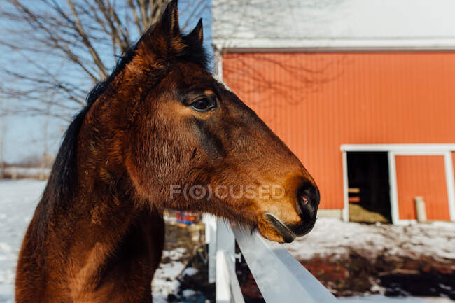 Close-up de Cavalo na fazenda no inverno — Fotografia de Stock