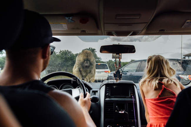 Father and daughter in drive through safari with baboon on car — Stock Photo
