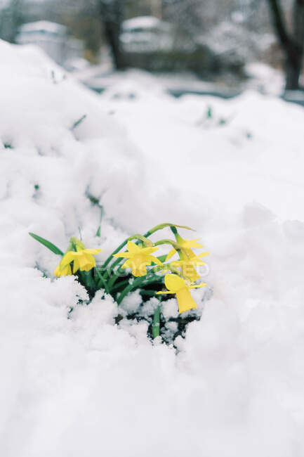 Narcisos abaixo de uma cobertura de neve durante uma queda de neve de primavera. — Fotografia de Stock