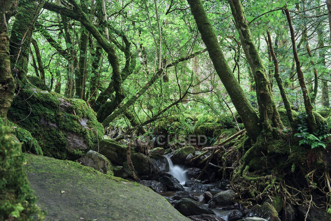 Reines Wasser fließt inmitten eines irischen Waldes — Stockfoto