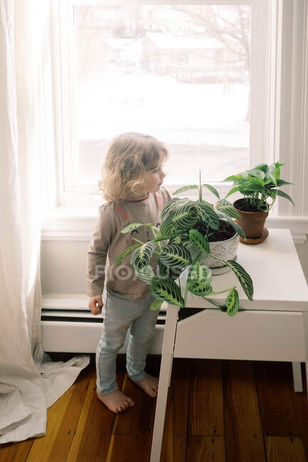 Pequena criança olhando para o crescimento de uma planta de sala. — Fotografia de Stock