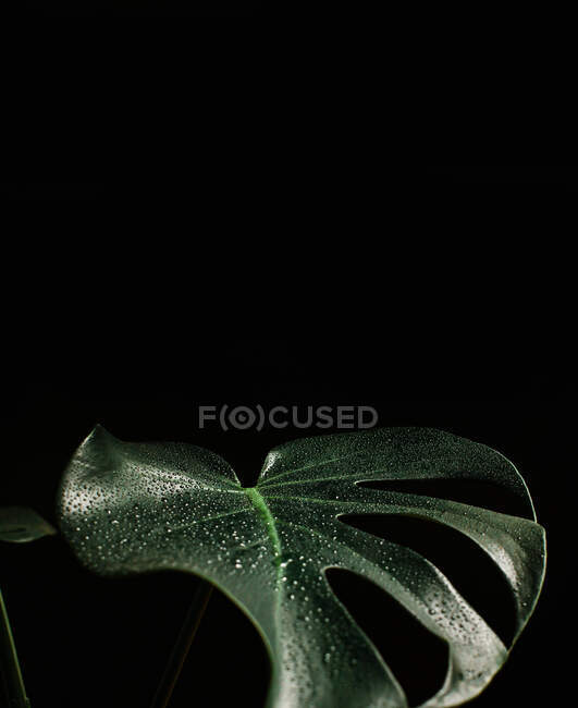 Monstera on black background with waterdrops — Stock Photo