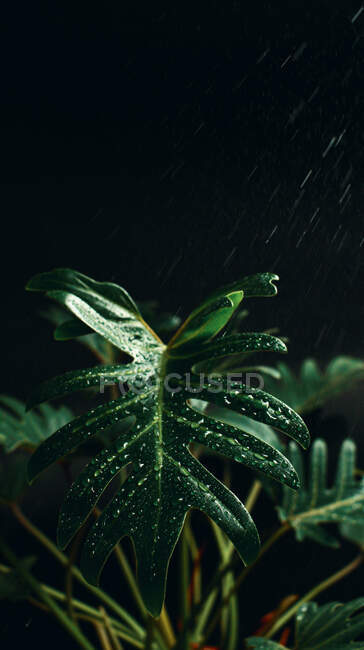 Grüne Pflanze auf schwarzem Hintergrund — Stockfoto
