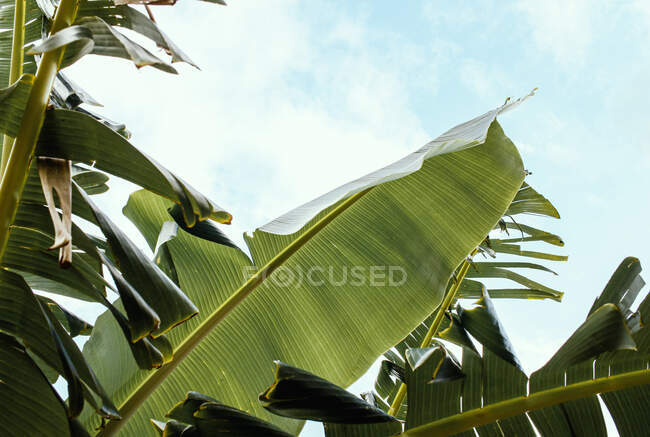 Banana albero blu cielo sfondo tropicale tempo — Foto stock