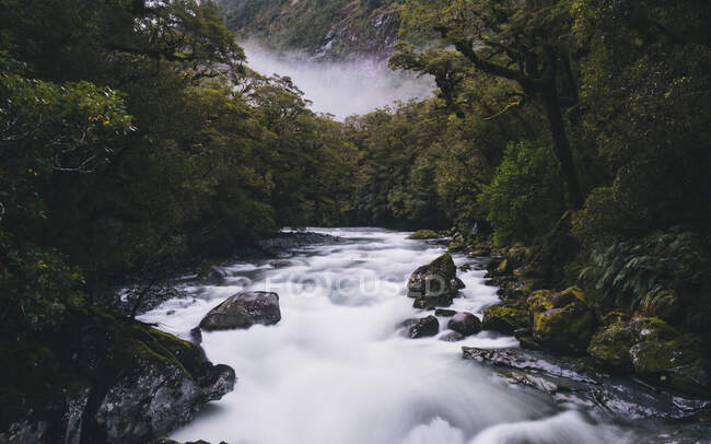 Rio cercado por floresta exuberante em um dia nebuloso em Milford Sound, Nova Zelândia. — Fotografia de Stock