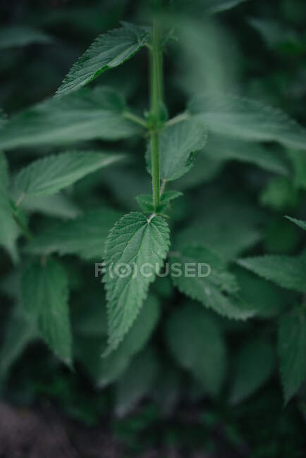 Closeup de urtigas verdes no jardim. — Fotografia de Stock