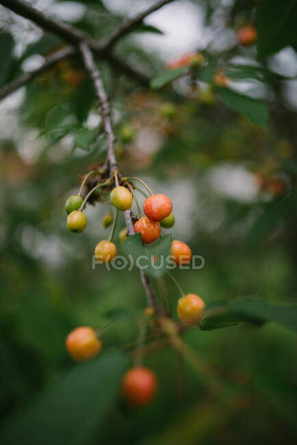 Details of a young cherry trees — Stock Photo
