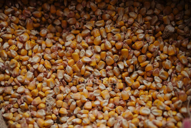 Gelber Mais in verschiedenen Winkeln und Zuständen von oben. — Stockfoto