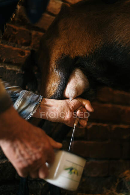 Old farmer milking one of his goat closeup. — Stock Photo