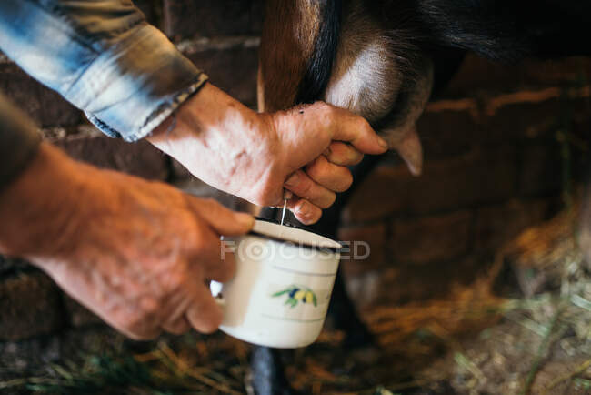 Старый фермер доит одного из своих козлов крупным планом — стоковое фото