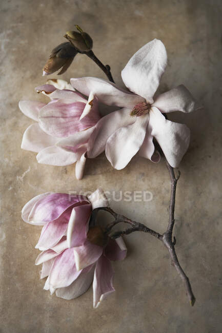 Rama de árbol de flor de magnolia rosa - foto de stock