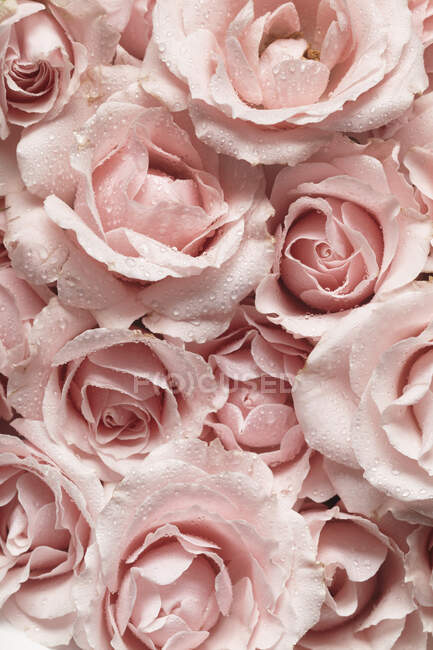 Beautiful pink peony flowers background — Stock Photo