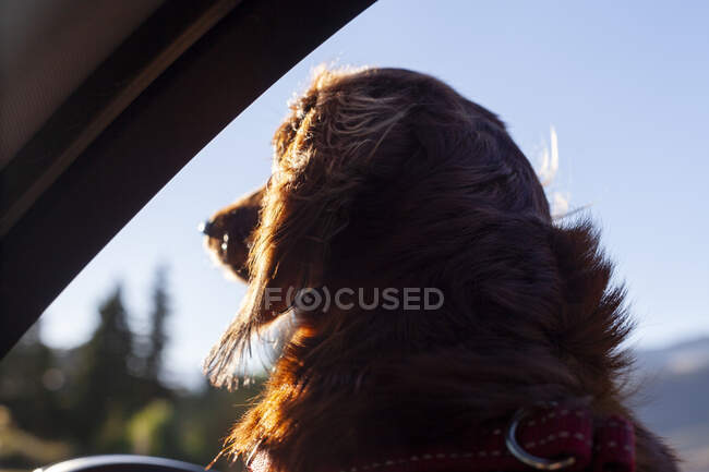Dog riding in car at sunset — Stock Photo
