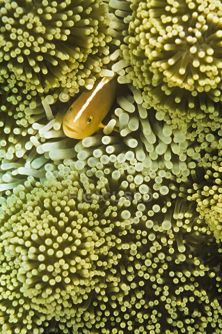 Un pesce anemone puzzolente (Amphiprion akallopisos) in un anemone ospite, Madagascar. — Foto stock