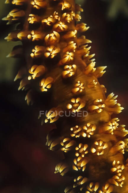 Чудовий вогняний корал на Мадагаскарі. — стокове фото