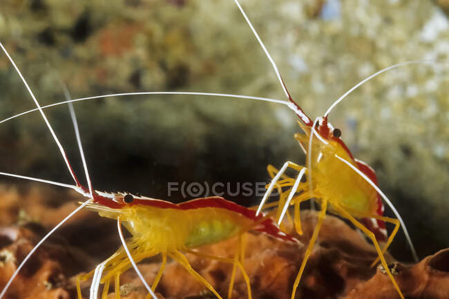 The White banded cleaner shrimp (Lysmata amboinensis) in Madagascar. - foto de stock