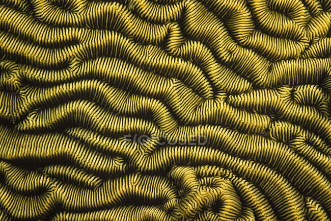 Un hermoso patrón a rayas en un coral, Madagascar. - foto de stock
