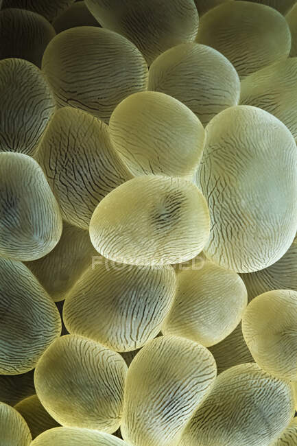 Зблизька бульбашкового корала Ліхтенштейна (Physogyra lichtensteini) на Мадагаскарі.. — стокове фото