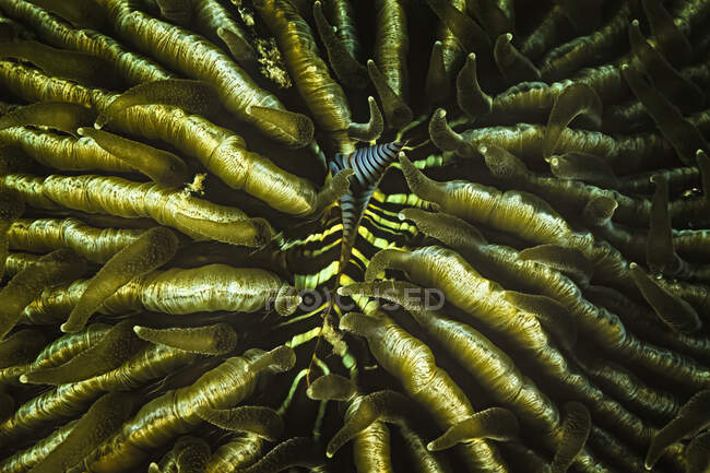 Гирло гірничого корала Мадагаскару.. — стокове фото