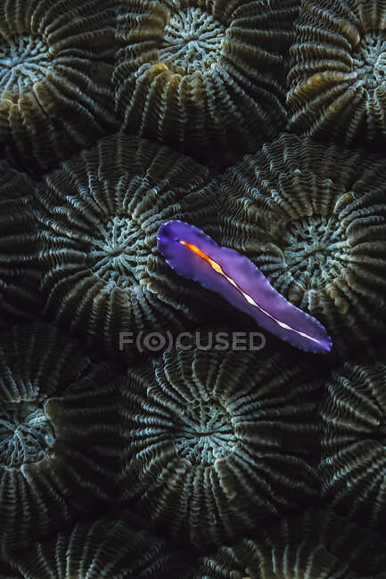 A Bifurcated flatworm (Pseudoceros bifurcus) on hard coral, Madagascar. — Stock Photo