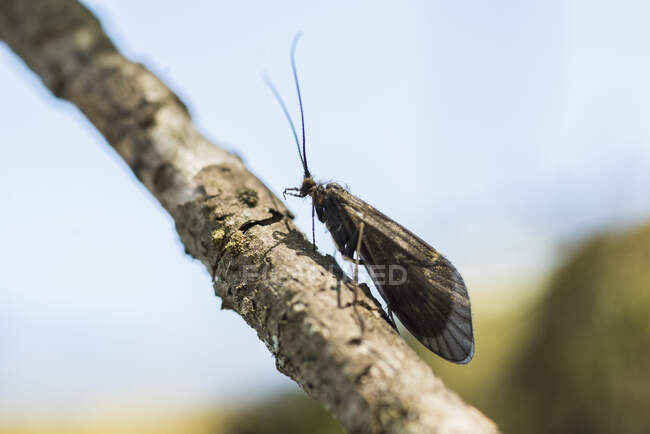 Caddis on a branch in the Southeast — Stock Photo