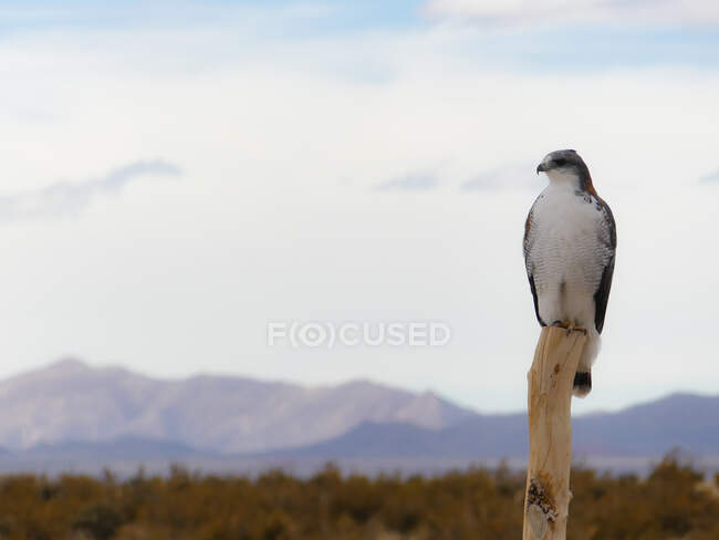 Eagle resting on fence post — Stock Photo