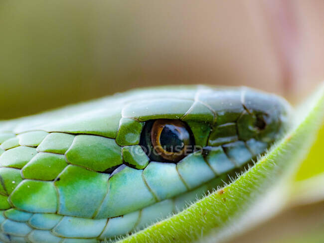 Snake resting on green leaf — Stock Photo