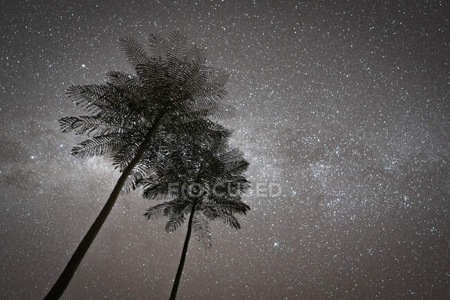 Estrelas com palmeiras, sonho de verão. — Fotografia de Stock