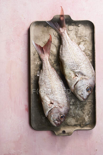 Свіжий сирий рожевий риба на льоду та металевому лотку — стокове фото
